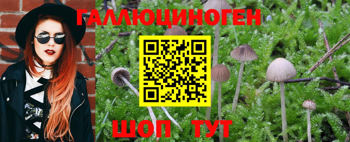 Псилоцибиновые грибы MAGIC MUSHROOMS Сегежа